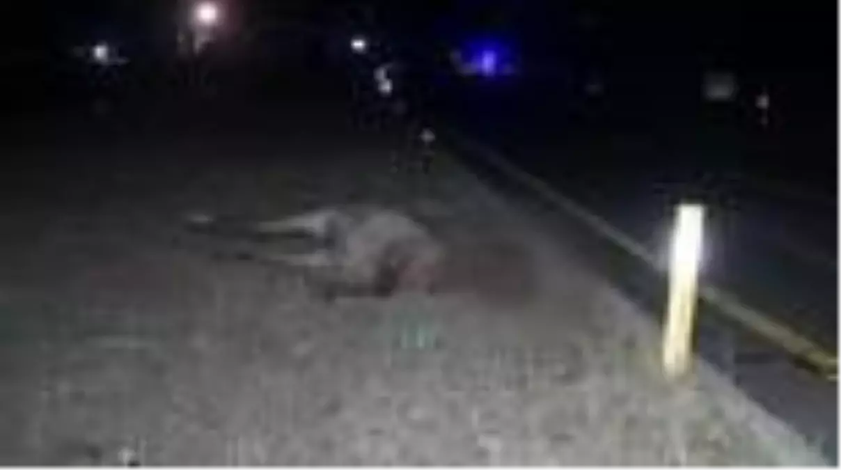 Kars'ta aniden yola çıkan at kazaya neden oldu: 1 yaralı