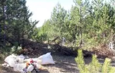 Kızgın damadın ormanlık alanı sulayarak yetiştirdiği mantarlar yok satıyor Kızgın damadın ormanlık alanı sulayarak yetiştirdiği mantarlar yok satıyor