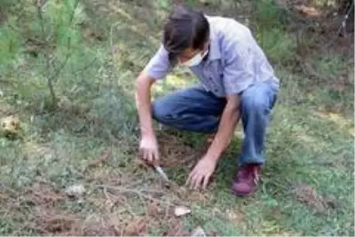 Kızgın damadın ormanlık alanı sulayarak yetiştirdiği mantarlar yok satıyor Kızgın damadın ormanlık alanı sulayarak yetiştirdiği mantarlar yok satıyor