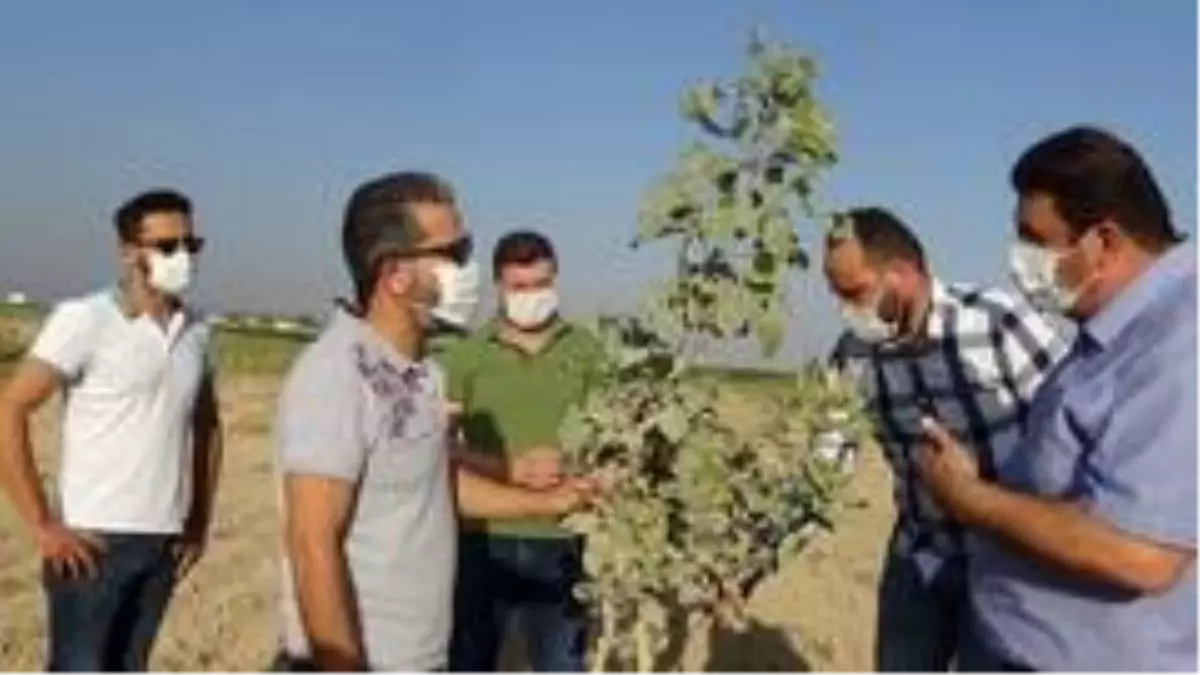 Mardin'de fıstık üretimine rağbet artıyor