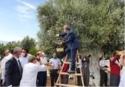 1300 yıllık anıt ağacın zeytinleri hasat edildi
