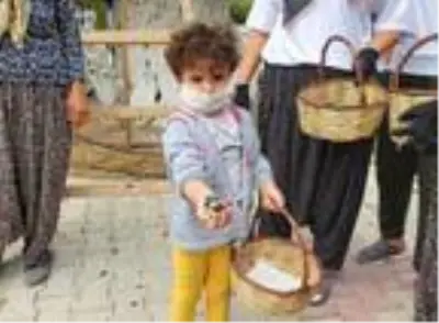 1300 yıllık anıt ağacın zeytinleri hasat edildi
