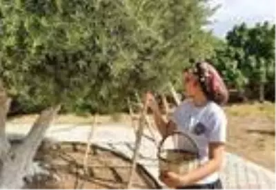 1300 yıllık anıt ağacın zeytinleri hasat edildi