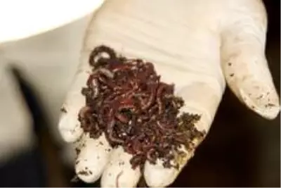 Solucan gübresi Sasonlu çiftin geçim kaynağı oldu
