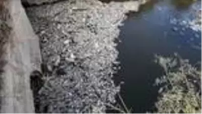 Son dakika gündem: Sulama kanalındaki toplu balık ölümlerine ilişkin inceleme Son dakika gündem: Sulama kanalındaki toplu balık ölümlerine ilişkin inceleme