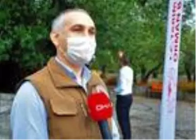 1658 yıllık anıt zeytin ağacında hasat 1658 yıllık anıt zeytin ağacında hasat