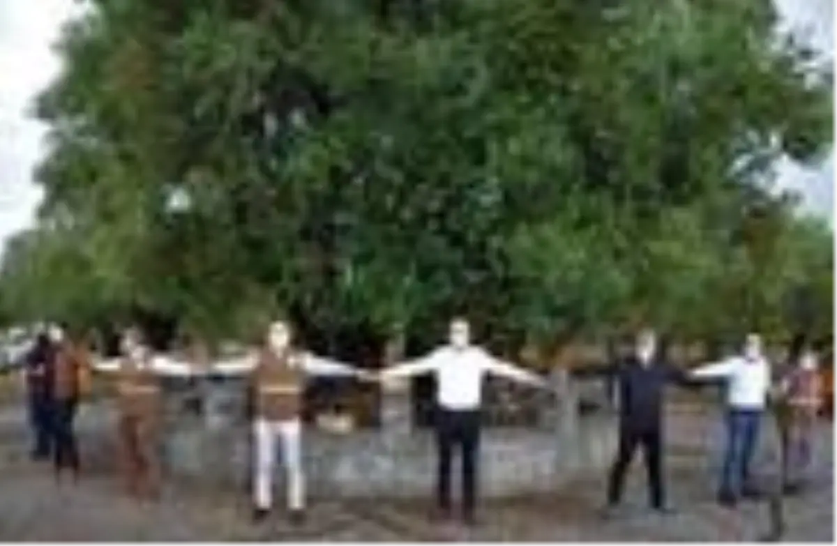 1658 yıllık anıt zeytin ağacında hasat