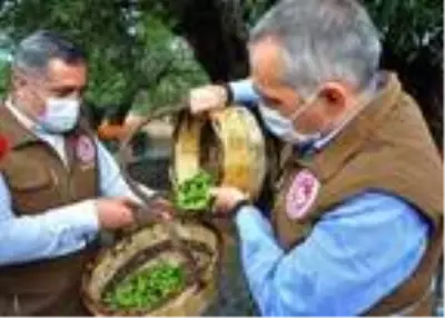 1658 yıllık anıt zeytin ağacında hasat 1658 yıllık anıt zeytin ağacında hasat