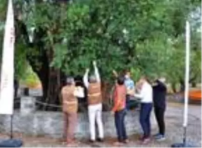 1658 yıllık anıt zeytin ağacında hasat 1658 yıllık anıt zeytin ağacında hasat