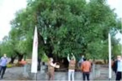1658 yıllık anıt zeytin ağacında hasat 1658 yıllık anıt zeytin ağacında hasat