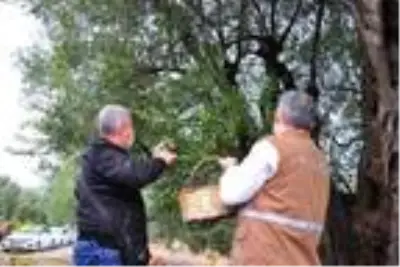 1658 yıllık anıt zeytin ağacında hasat 1658 yıllık anıt zeytin ağacında hasat
