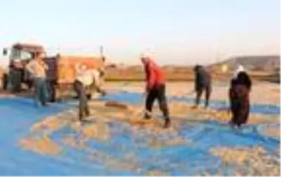 Aksaray, çerezlik kabak çekirdeği üretiminde Türkiye'de 3'üncü sırada Aksaray, çerezlik kabak çekirdeği üretiminde Türkiye'de 3'üncü sırada