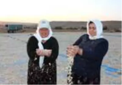 Aksaray, çerezlik kabak çekirdeği üretiminde Türkiye'de 3'üncü sırada Aksaray, çerezlik kabak çekirdeği üretiminde Türkiye'de 3'üncü sırada