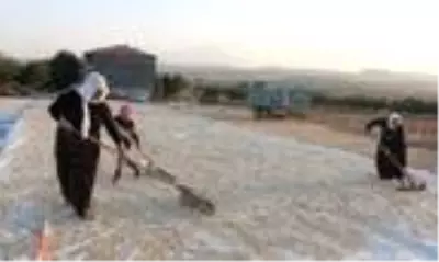 Aksaray, çerezlik kabak çekirdeği üretiminde Türkiye'de 3'üncü sırada Aksaray, çerezlik kabak çekirdeği üretiminde Türkiye'de 3'üncü sırada