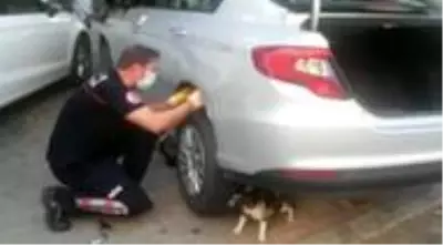 Anne kedi, yavrusu kurtarılırken bir an olsun başından ayrılmadı Anne kedi, yavrusu kurtarılırken bir an olsun başından ayrılmadı