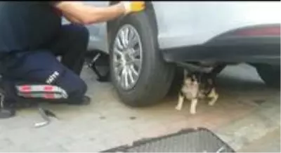Anne kedi, yavrusu kurtarılırken bir an olsun başından ayrılmadı Anne kedi, yavrusu kurtarılırken bir an olsun başından ayrılmadı