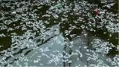 Barajlardan gelen su kesilince balıklar telef oldu Barajlardan gelen su kesilince balıklar telef oldu