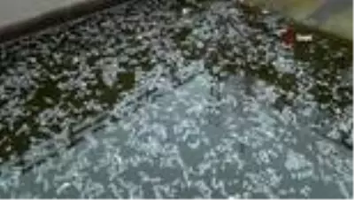 Barajlardan gelen su kesilince balıklar telef oldu Barajlardan gelen su kesilince balıklar telef oldu