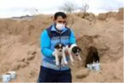 Belediye ekipleri 10 yavru köpeği sıcak yuvaya kavuşturdu Belediye ekipleri 10 yavru köpeği sıcak yuvaya kavuşturdu