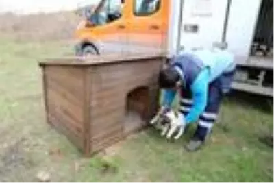 Belediye ekipleri 10 yavru köpeği sıcak yuvaya kavuşturdu Belediye ekipleri 10 yavru köpeği sıcak yuvaya kavuşturdu