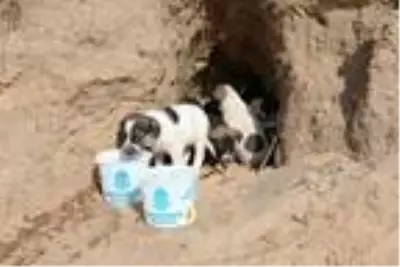 Belediye ekipleri 10 yavru köpeği sıcak yuvaya kavuşturdu Belediye ekipleri 10 yavru köpeği sıcak yuvaya kavuşturdu