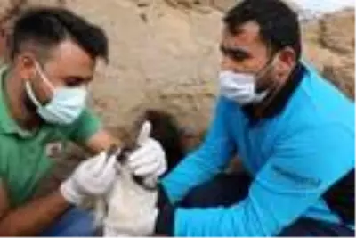 Belediye ekipleri 10 yavru köpeği sıcak yuvaya kavuşturdu Belediye ekipleri 10 yavru köpeği sıcak yuvaya kavuşturdu