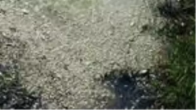 Bursa'da, derede binlerce balık telef oldu (2) Bursa'da, derede binlerce balık telef oldu (2)