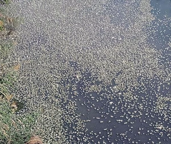 Bursa'da, derede binlerce balık telef oldu