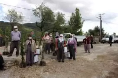 Büyükşehir, Manavgat'ta defne fidanı yardımı yaptı