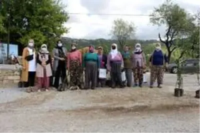 Büyükşehir, Manavgat'ta defne fidanı yardımı yaptı