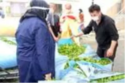 ÇAYKUR, 2020 yılı yaş çay sezonunu kapattı ÇAYKUR, 2020 yılı yaş çay sezonunu kapattı