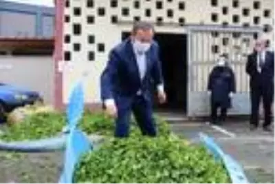 ÇAYKUR, 2020 yılı yaş çay sezonunu kapattı ÇAYKUR, 2020 yılı yaş çay sezonunu kapattı