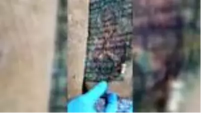 Ceylan derisi üzerine İbranice yazılmış tarihi İncil ele geçirildi Ceylan derisi üzerine İbranice yazılmış tarihi İncil ele geçirildi