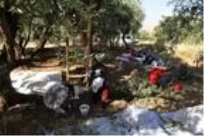 Derik'te ödüllü zeytinin hasadına başlandı Derik'te ödüllü zeytinin hasadına başlandı