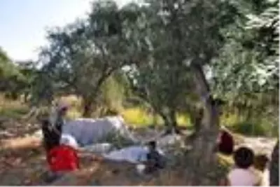 Derik'te ödüllü zeytinin hasadına başlandı Derik'te ödüllü zeytinin hasadına başlandı