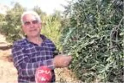 Derik'te ödüllü zeytinin hasadına başlandı Derik'te ödüllü zeytinin hasadına başlandı