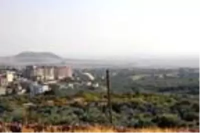 Derik'te ödüllü zeytinin hasadına başlandı Derik'te ödüllü zeytinin hasadına başlandı