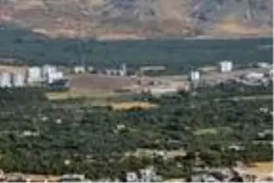 Derik'te ödüllü zeytinin hasadına başlandı Derik'te ödüllü zeytinin hasadına başlandı
