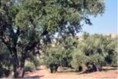 Derik'te ödüllü zeytinin hasadına başlandı Derik'te ödüllü zeytinin hasadına başlandı