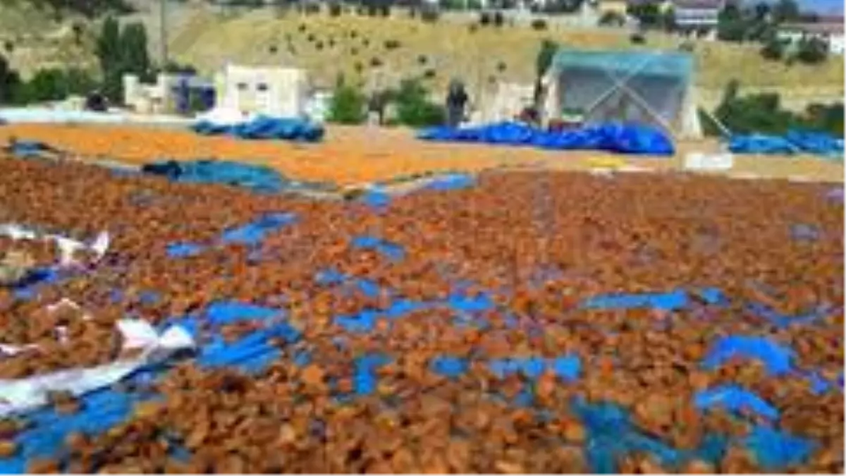 Kayısının fiyatı katlandı