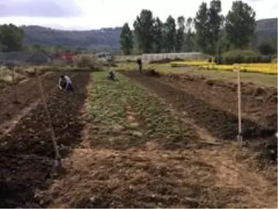 Kdz. Ereğli'de 2 bin 500 adet Osmanlı Çileği fidesi dağıtılacak Kdz. Ereğli'de 2 bin 500 adet Osmanlı Çileği fidesi dağıtılacak