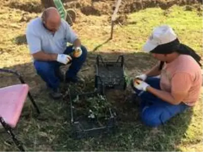 Kdz. Ereğli'de 2 bin 500 adet Osmanlı Çileği fidesi dağıtılacak Kdz. Ereğli'de 2 bin 500 adet Osmanlı Çileği fidesi dağıtılacak