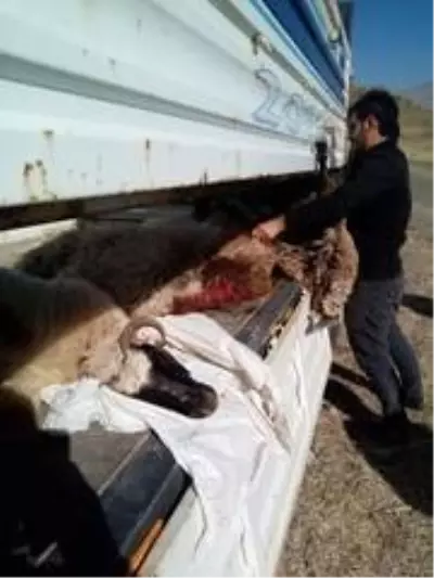 Çoban uyuya kalınca kurtlar sürüye saldırdı: 30 koyun telef, 50'si kayıp