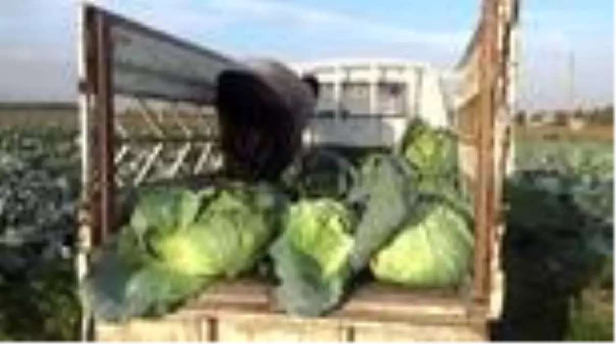 Lahana hasadı devam ediyor