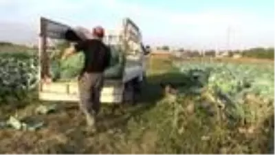 Lahana hasadı devam ediyor Lahana hasadı devam ediyor