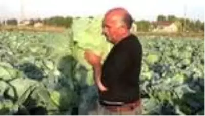 Lahana hasadı devam ediyor Lahana hasadı devam ediyor