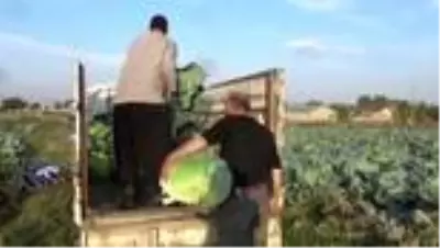 Lahana hasadı devam ediyor Lahana hasadı devam ediyor