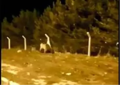 Şehre inen boz ayı böyle görüntülendi Şehre inen boz ayı böyle görüntülendi