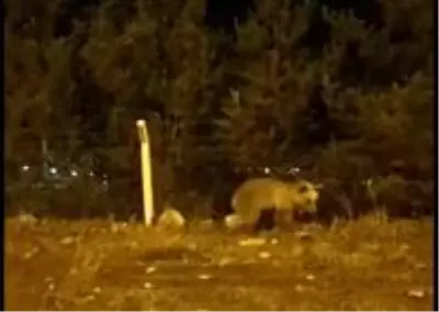 Şehre inen boz ayı böyle görüntülendi Şehre inen boz ayı böyle görüntülendi