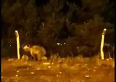 Şehre inen boz ayı böyle görüntülendi Şehre inen boz ayı böyle görüntülendi